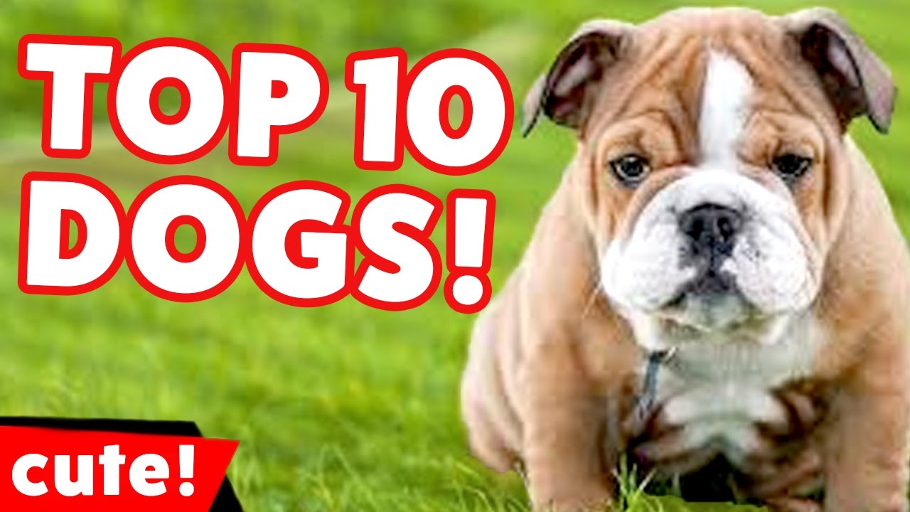 Top 10 Funniest Dog Videos Weekly Compilation 2016 | Kyoot Animals
