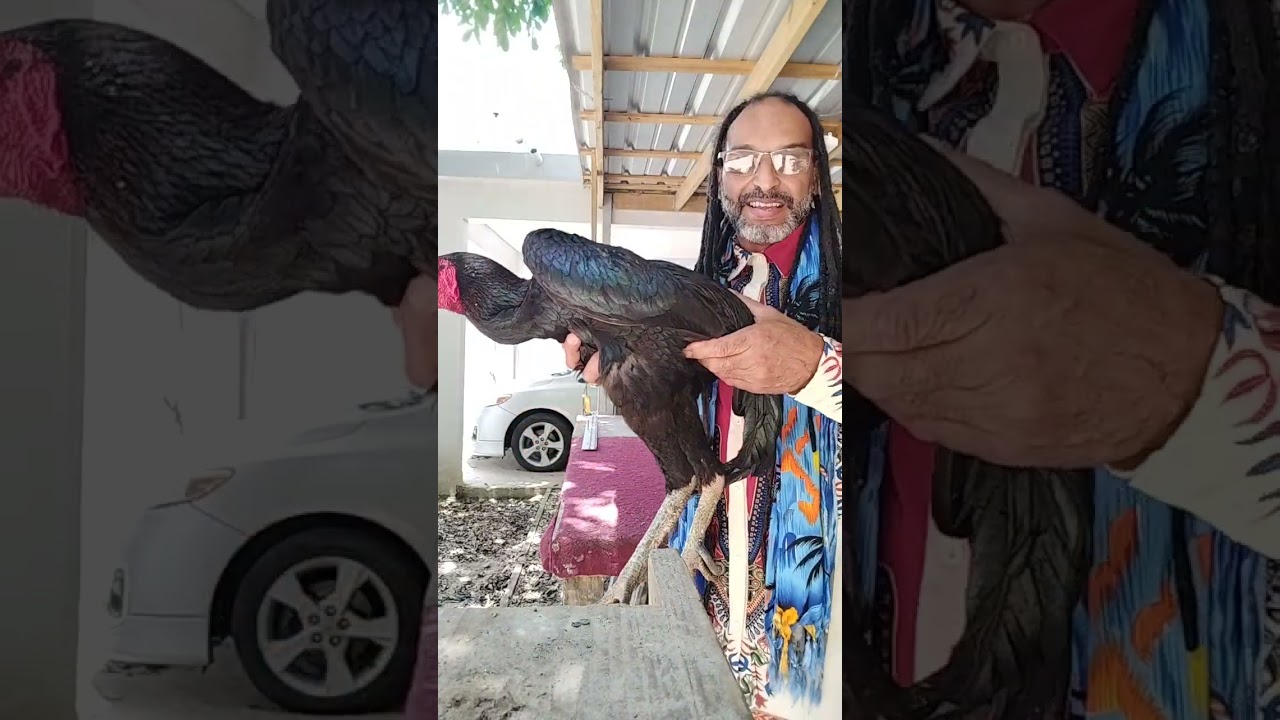 Cualidades del la raza ganoi y que aporta a las demás razas