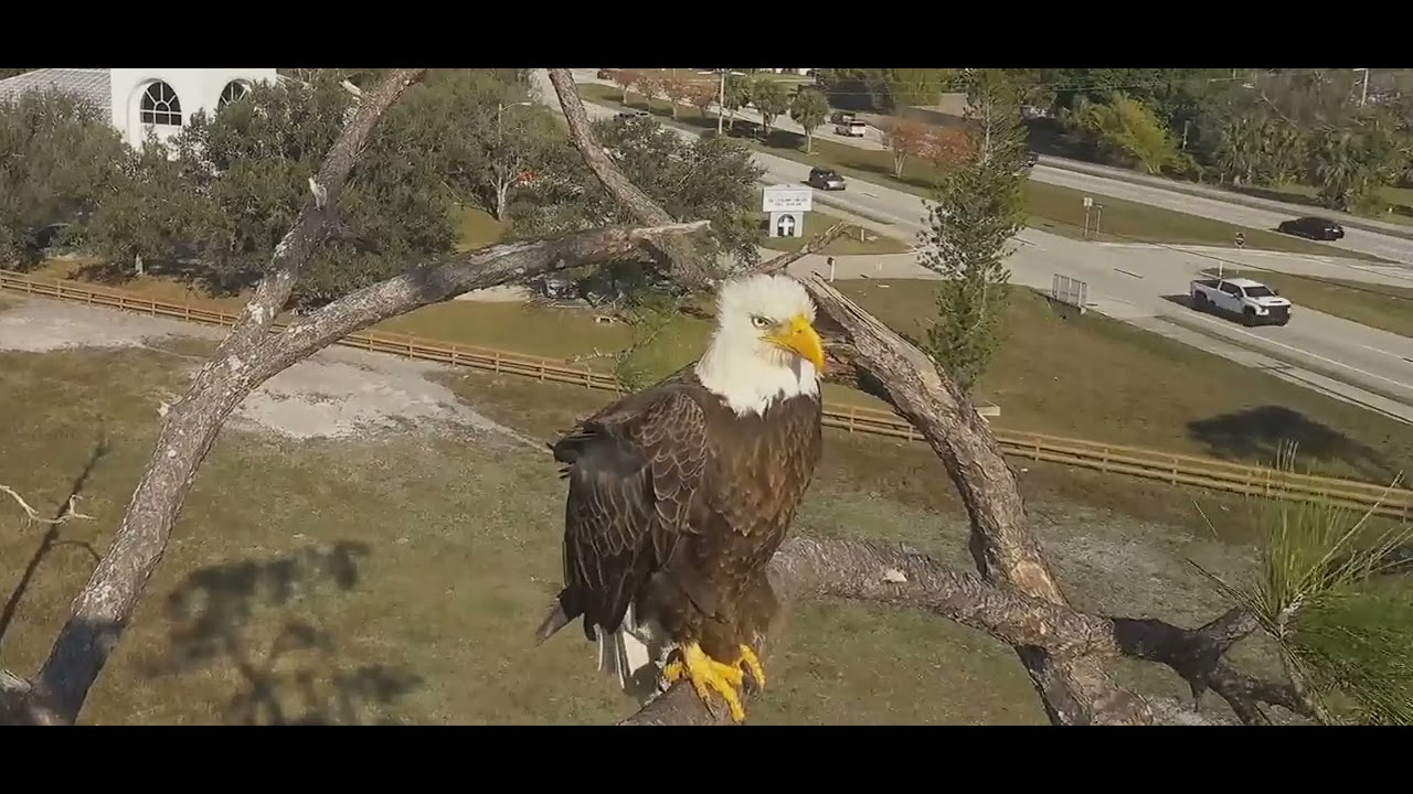 MOM, F23 UPDATE...🦅🙏 1.27.25 SWFL EAGLES NEST OF M15 & F23 (E24 & E25 Rest in peace💔🌈)