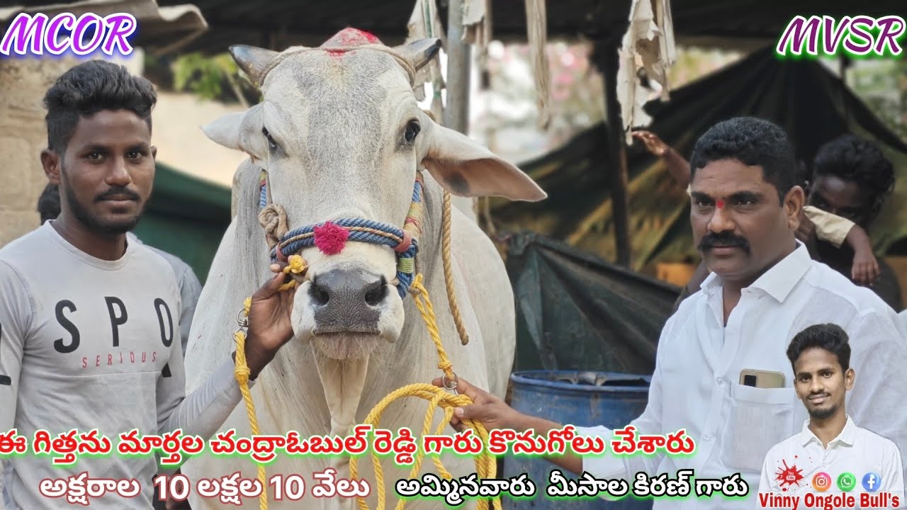 🔥...MCOR ❤️‍🔥 MVSR ఈ గిత్తను 10,10,000 కి కొనుగోలు చేశారు అమ్మినవారు మీసాల కిరణ్ గారు...🔥
