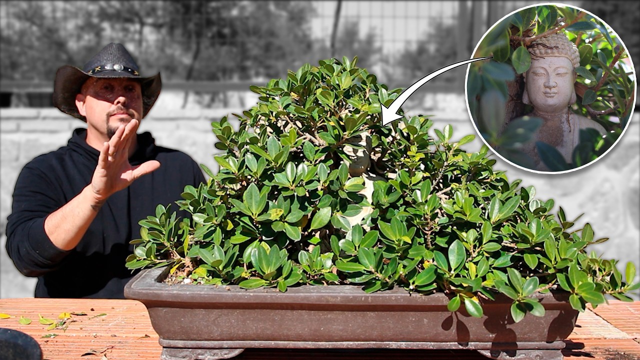 Bonsái con Buda dentro de un Ficus | 10 años de esta composición histórica