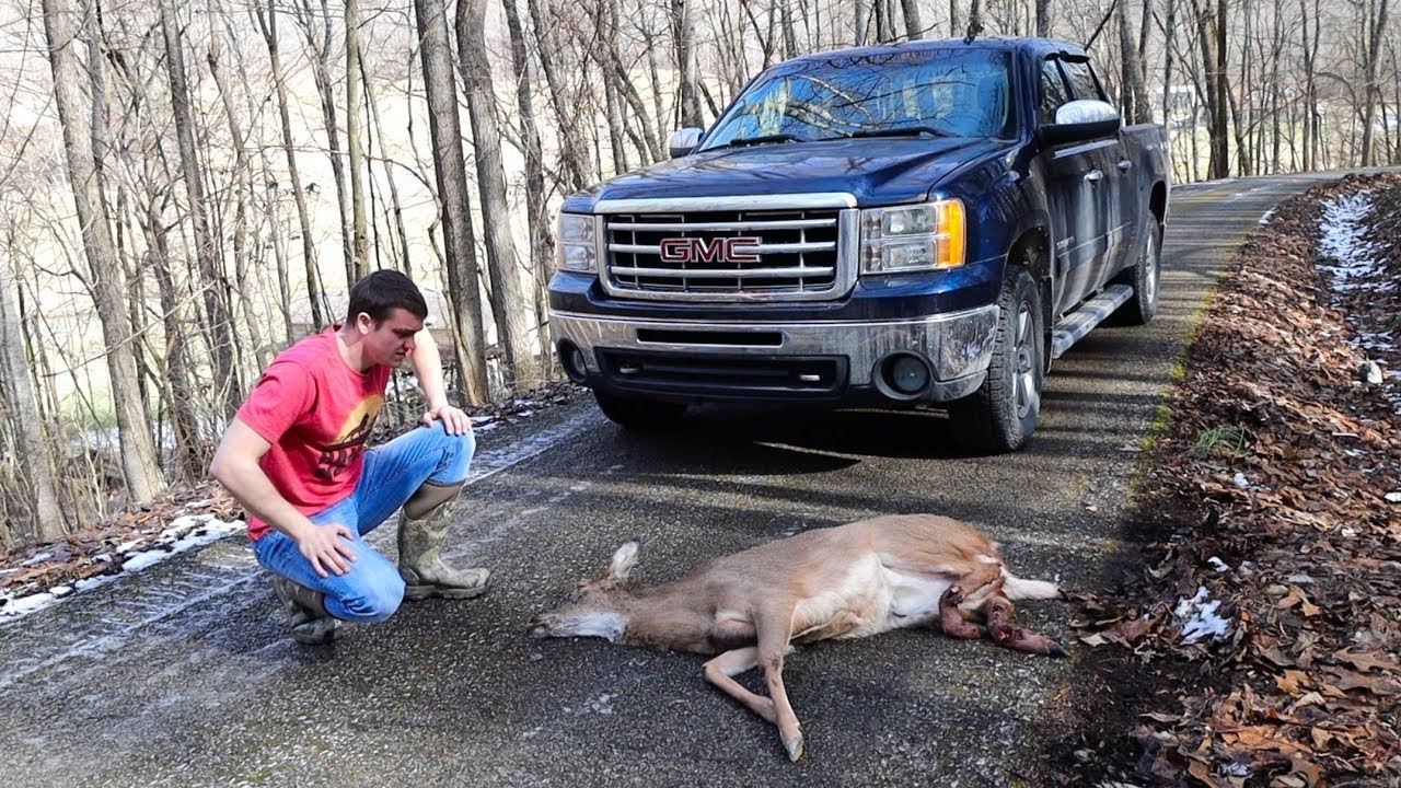 we hit a deer so we ate it
