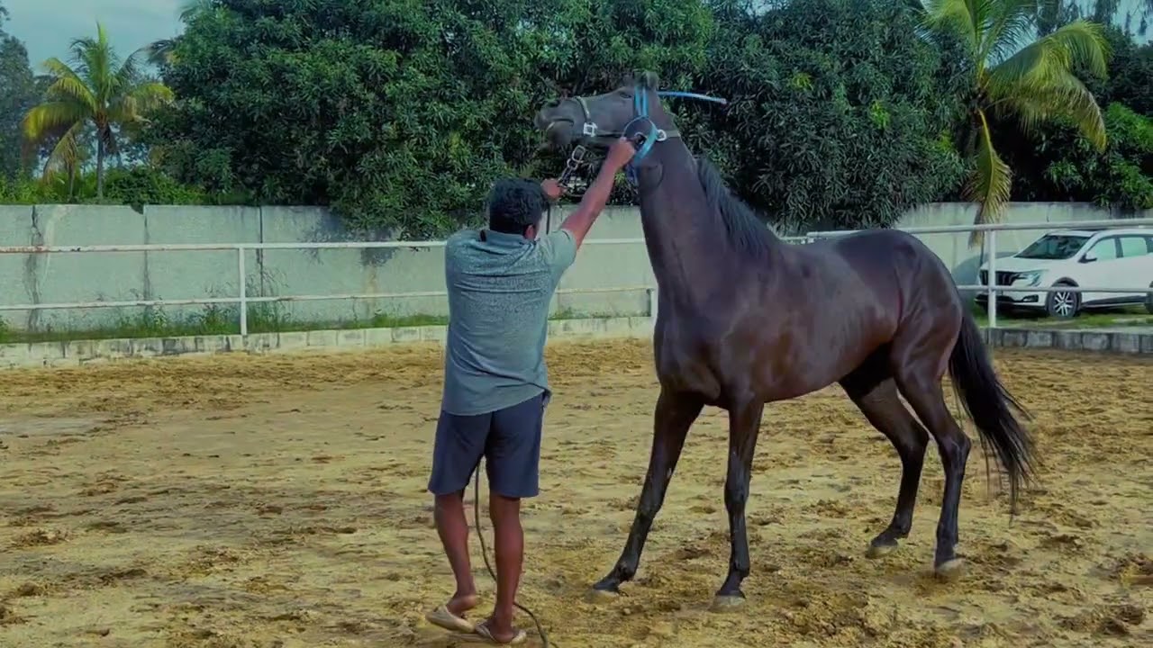 Horse training Malayalam 