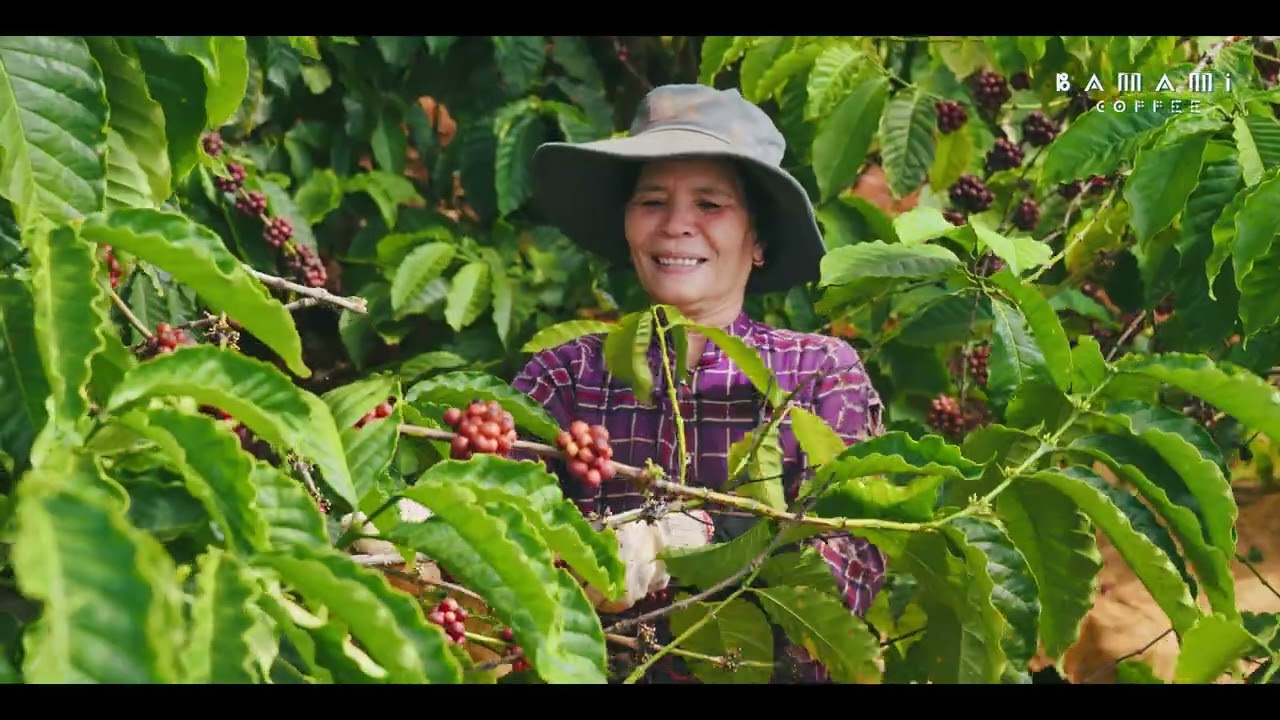 Harvesting the Strong Coffee | The Robusta Journey