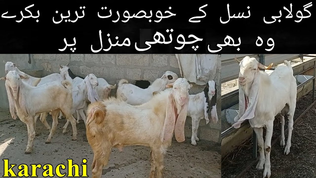 MashAllah Goat Farm First Video of 2021  | Animal Market