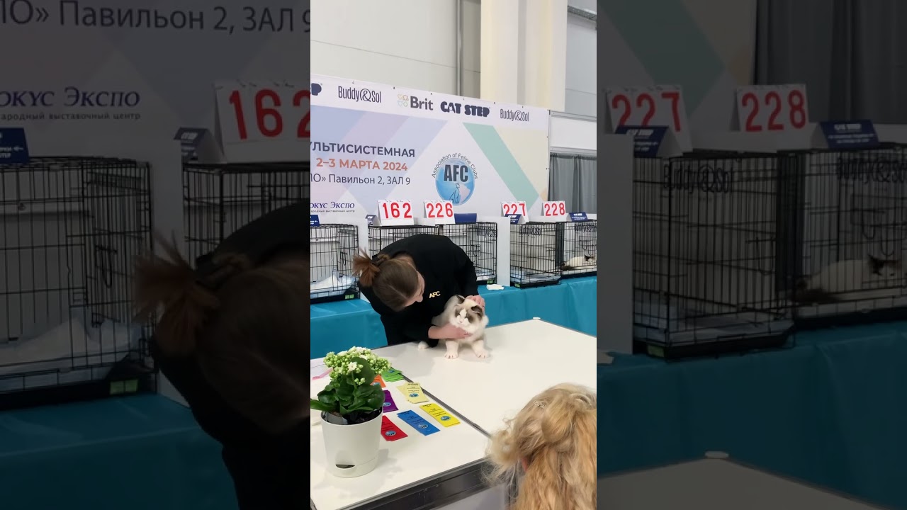 Tennou CHIFFONDELUX, ragdoll, 6 months, seal bicolour, breed/show