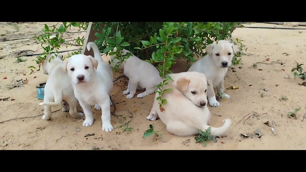The cutest video of doggies on Youtube
