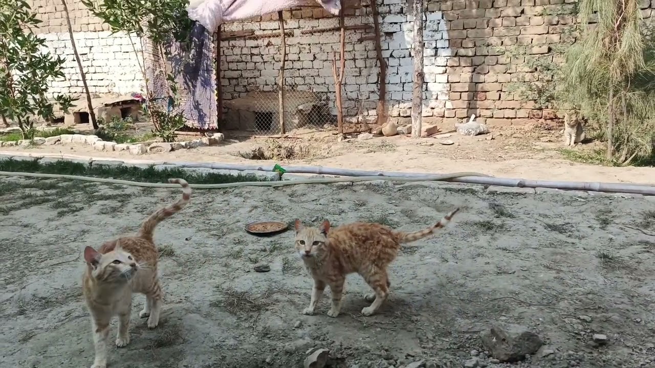 Funny cat in village 