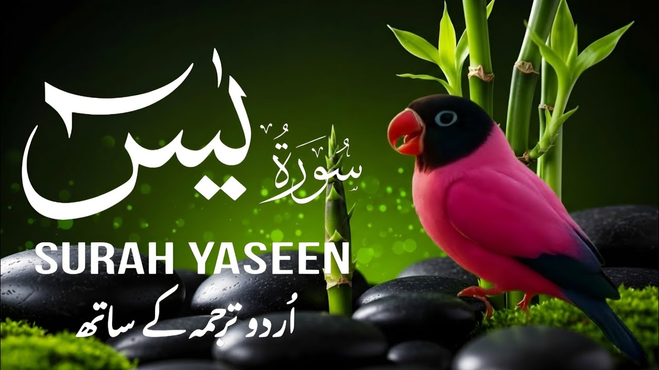 📖 Surah Yaseen Full with Urdu Translation | Beautiful Quran Tilawat | Surah Yasin Recitation HD  