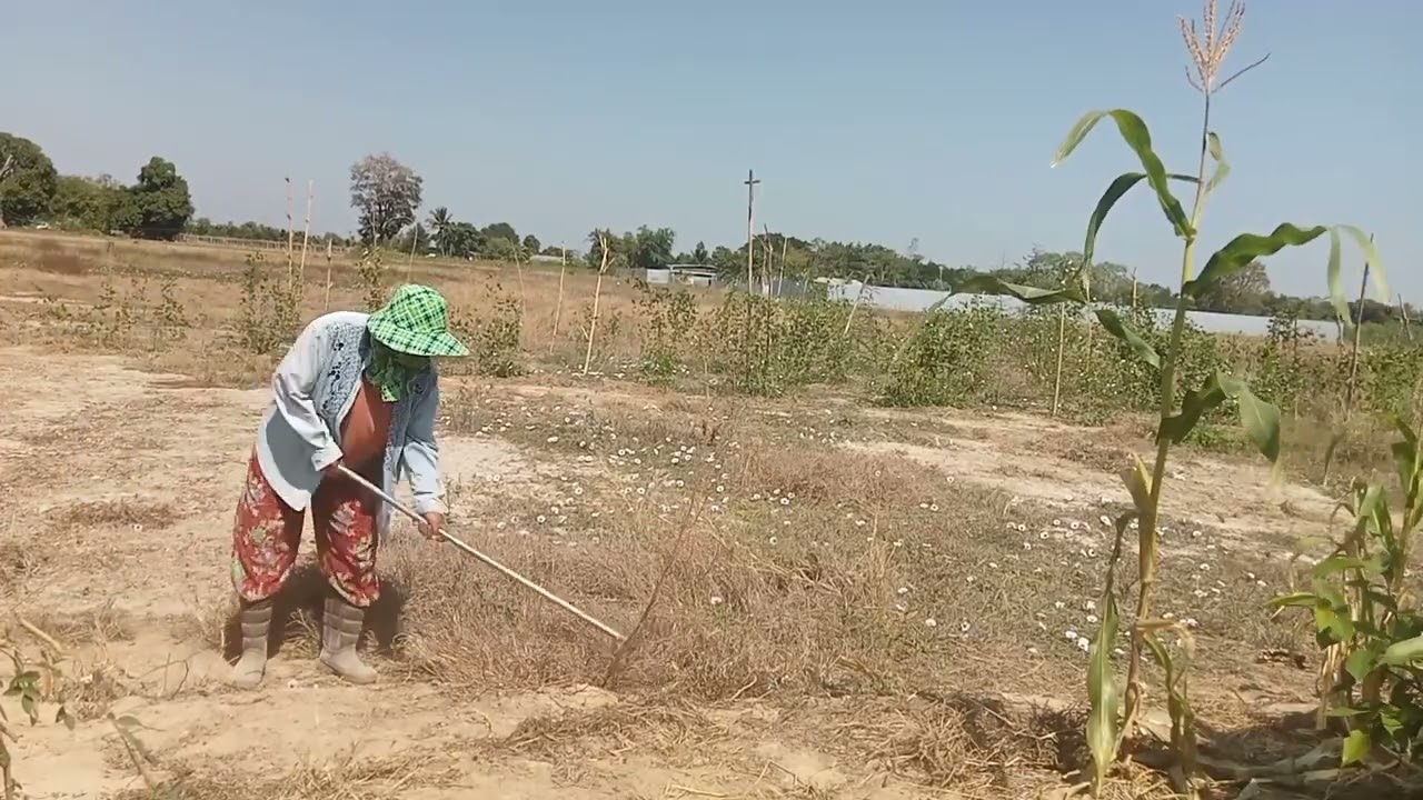 ดินก็แข็วแดดก็แรง