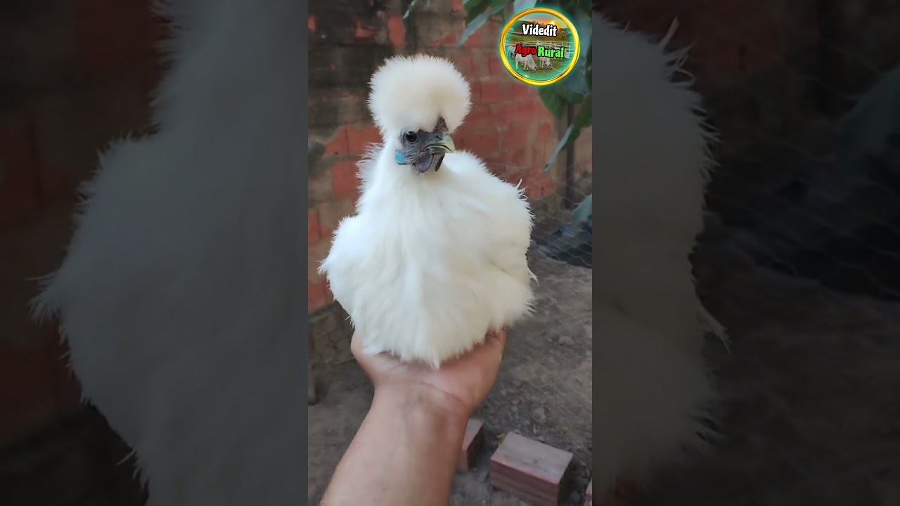 Gallina sedosa de Japón... (Silkie) 