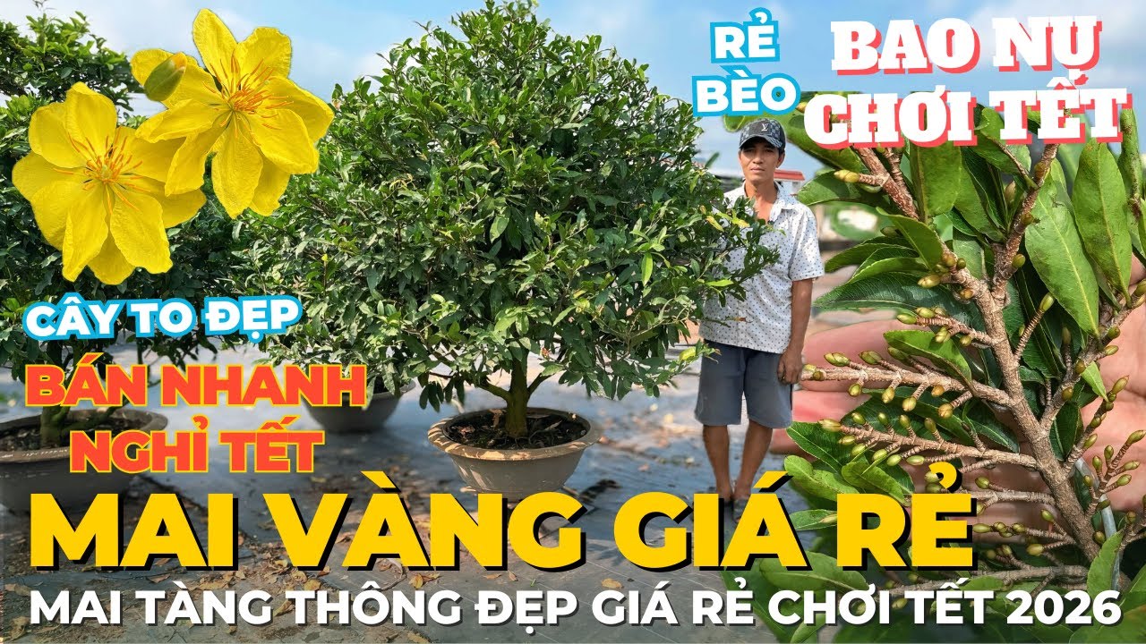 20-01 CHÚ ÚT TÈO Giao Lưu Mai Vàng Giá Rẻ, Mai Tàng Thông Đẹp Giá Rẻ Nút Nụ Nhiều • THÀNH TRỌNG LÊ