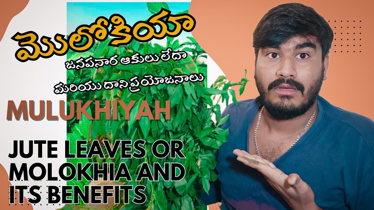 JUTE LEAVES BENEFITS MOLOKHIA Health Benefits| జనపనార ఆకులు మోలోఖియాకు ప్రయోజనం చేకూరుస్తాయి..