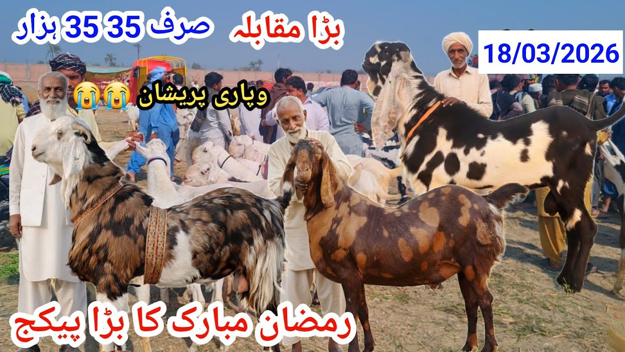 18 March 2026علی گوڈ فارم بکرا منڈی خان وپاری پریشان صرف 35 35 ہزار کال نمبر . 03127009575 