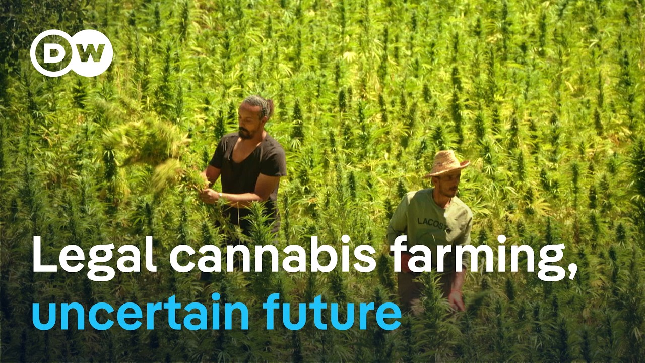 Morocco's cannabis reform: Why small farmers are left behind | DW Documentary