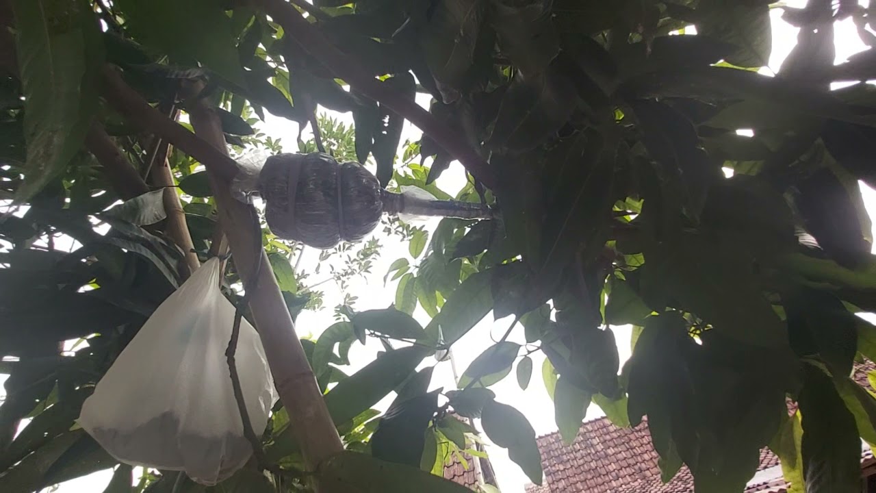 Manalagi Jumbo,  Si Mangga Manalagi Situbondo