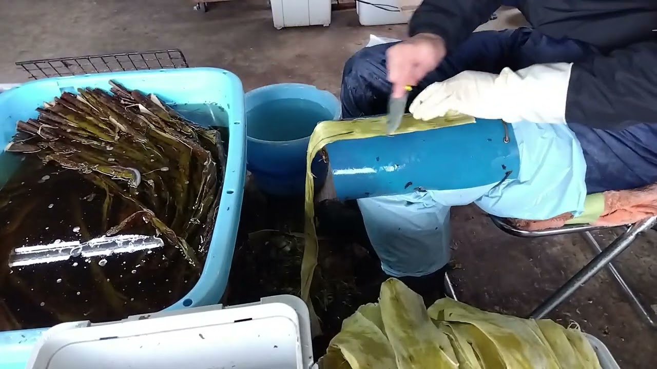 こうぞのたくり作業