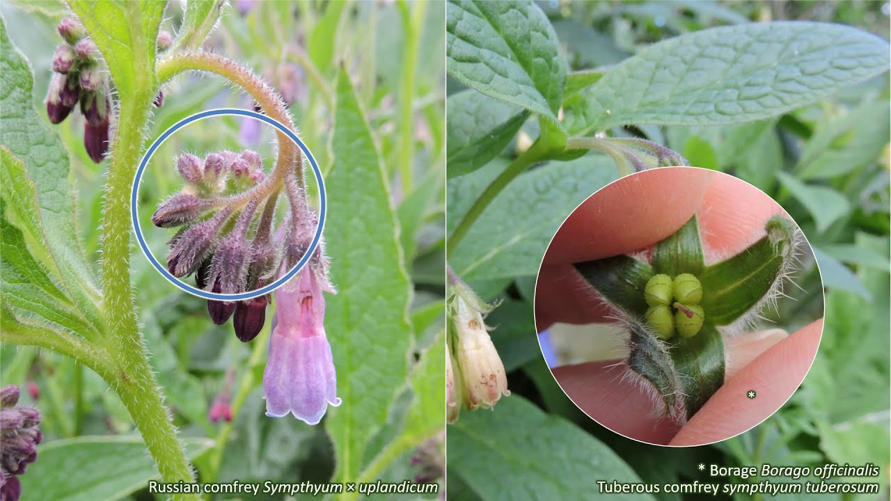 Boraginaceae - UK wildflowers - Five-minute families