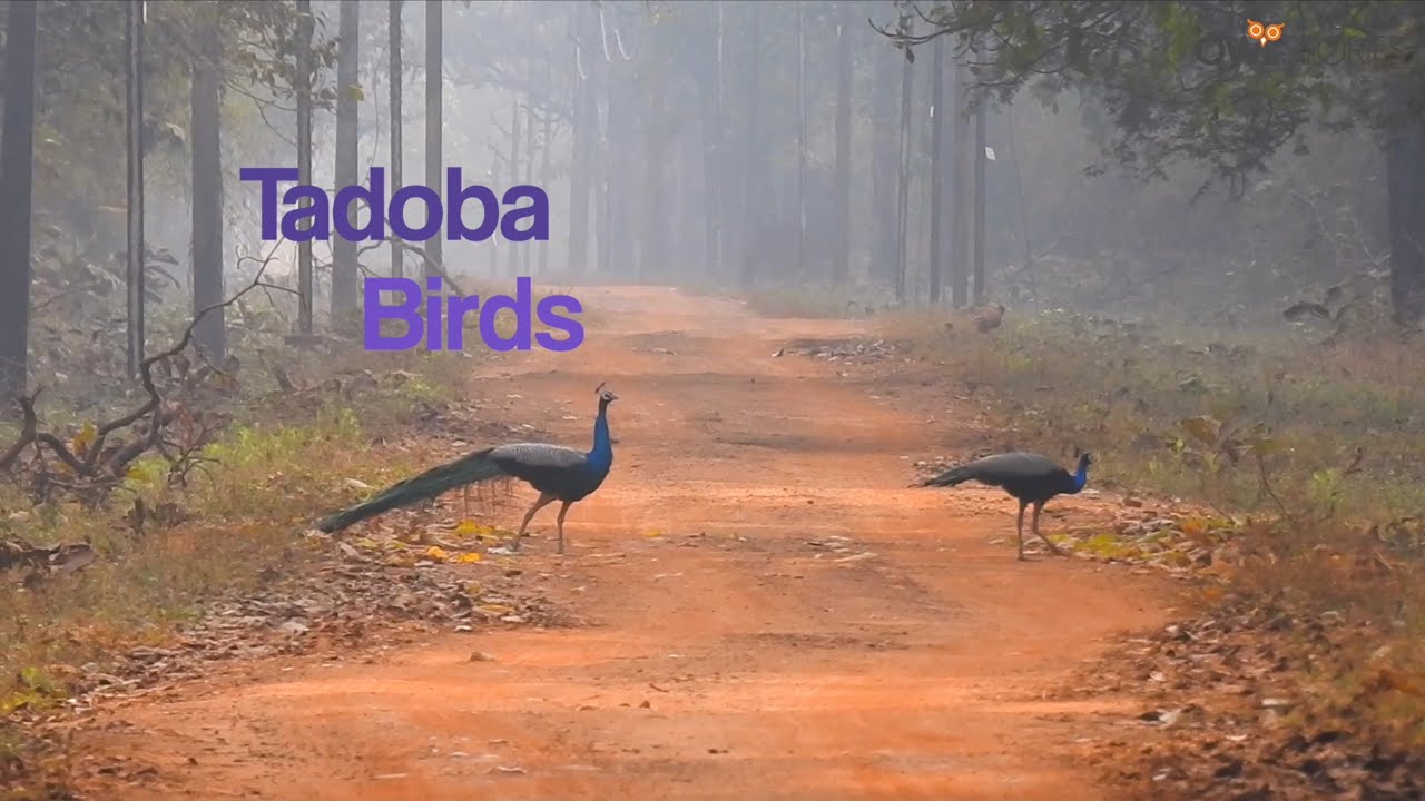 Tadoba birds #birds