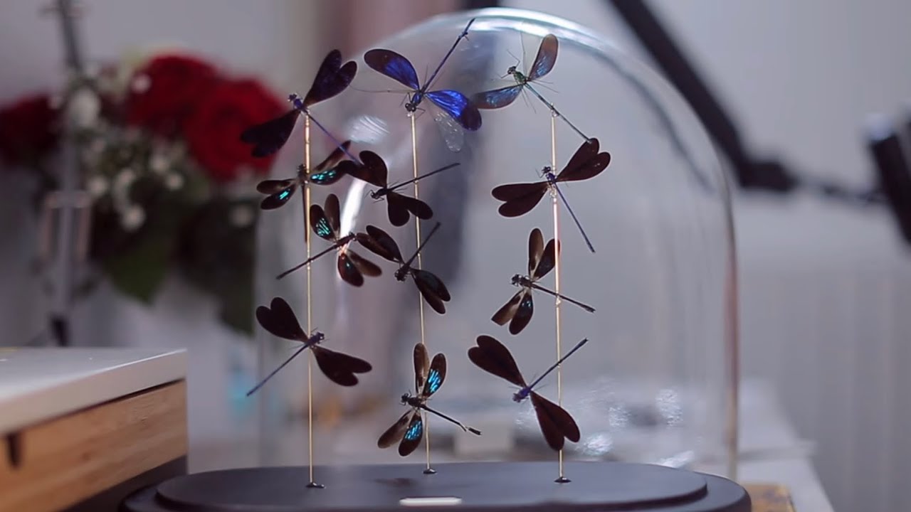 Libellen in einer Glasglocke - Making of