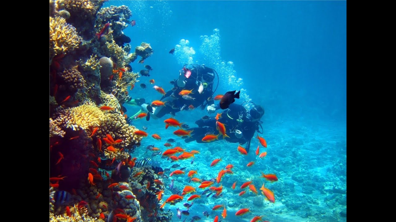 Pigeon Island is a great place to learn beginner scuba diving training contact +94775111948