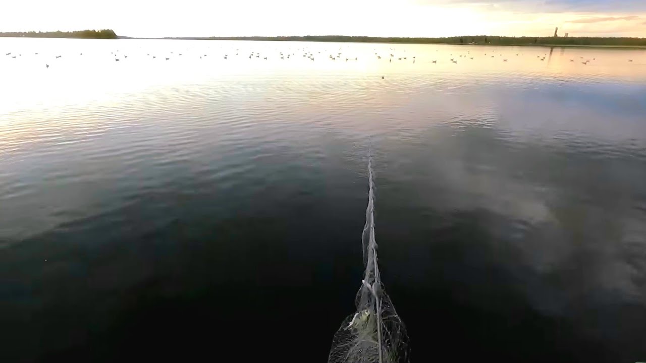  MUIKKUVERKOILLA 1 | JÄTTIPOTTI KALAA 🎯.
