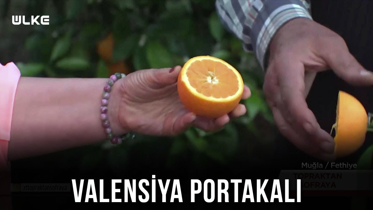 Valensiya Portakalının Farkı Nedir?🍊- Topraktan Sofraya