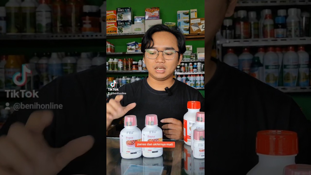 Basmi Kutu Kebul dan Hama Trips Penyebab Daun Kuning Cabe dengan PREZA 100OD #benihonline