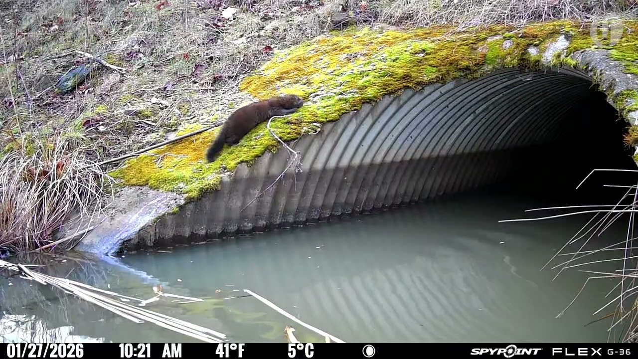 Minkerton: the mink from the Beaverton beaver dam cam