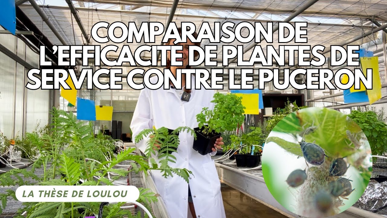 #3 - Comparaison de l'efficacité de plantes de service pour lutter contre le puceron