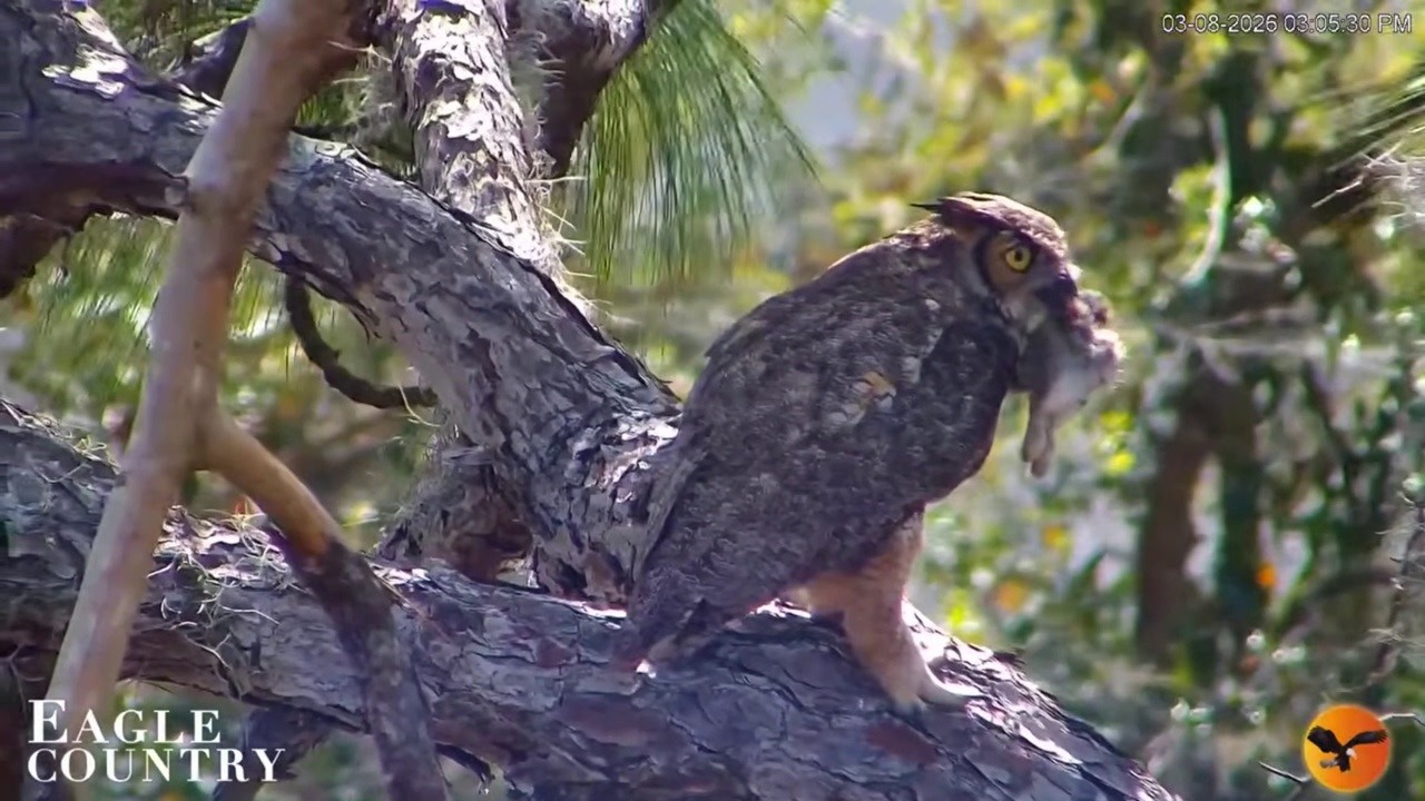 Gus caught a rabbit -- Eagle Country Nest 2026 03 08