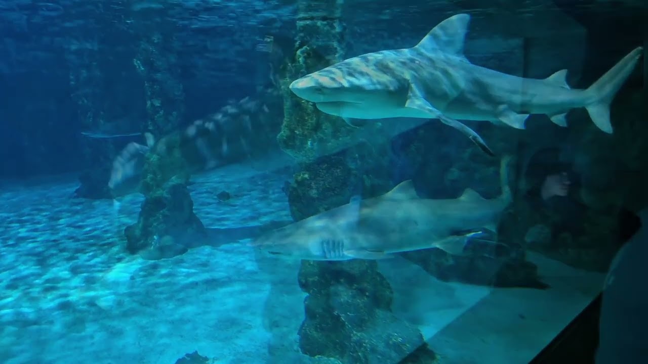 🌊Meeresaqiarium Zella - Mehlis mit Familie 🌊#meeresaquarium #urlaub #ausflugstipp