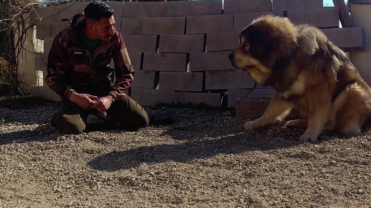 LION DOG 🦁 TIBETAN DOG RESCUE 