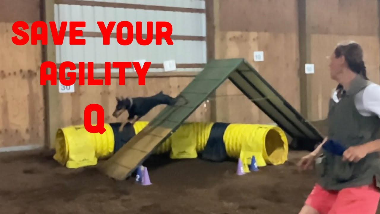 How to Train Your Dog to Stop Safely on the Agility A-frame