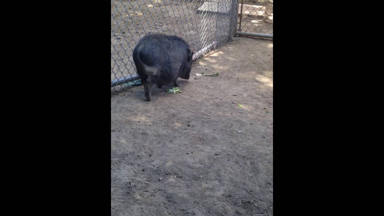 Mini Pig Information 101 - Outdoor space