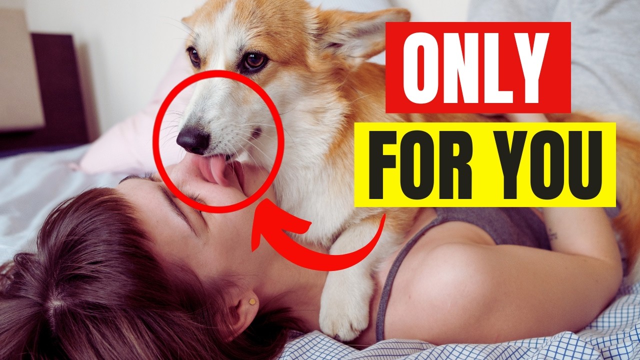 16 Things DOGS Will NEVER Do… Unless You’re Their FAVORITE PERSON 🐶