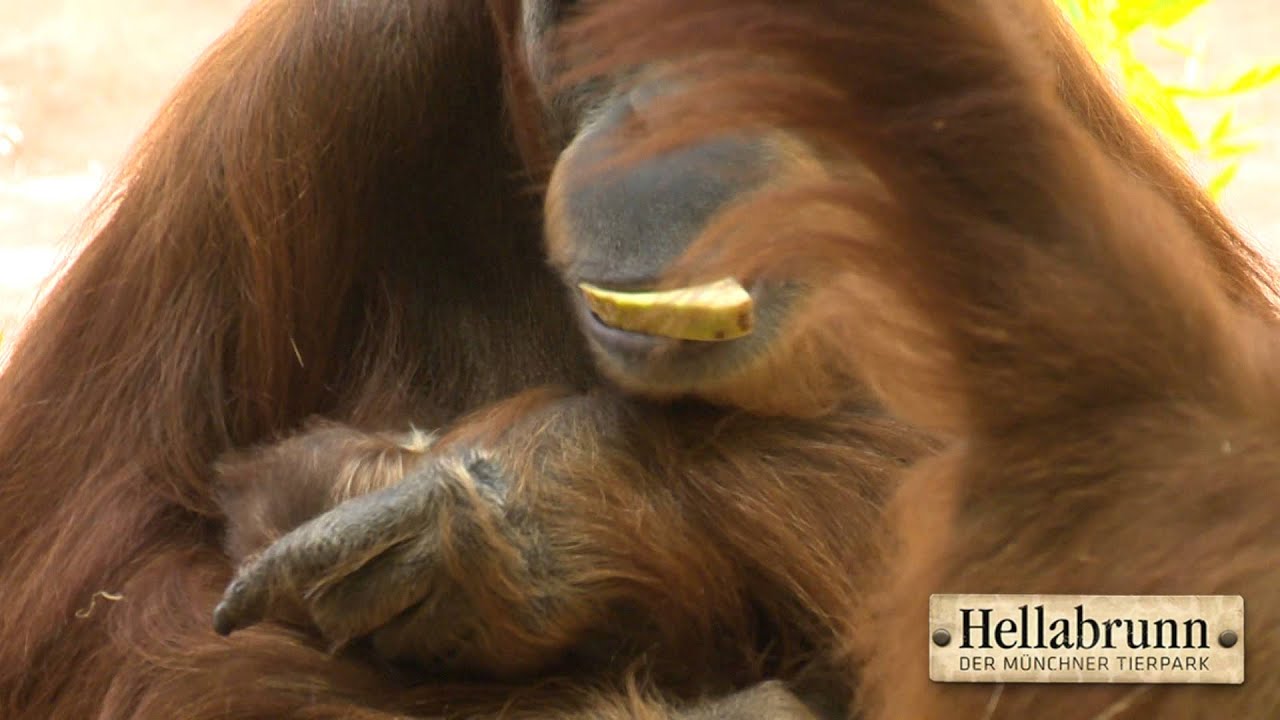 Orang-Utan-Baby im Tierpark Hellabrunn