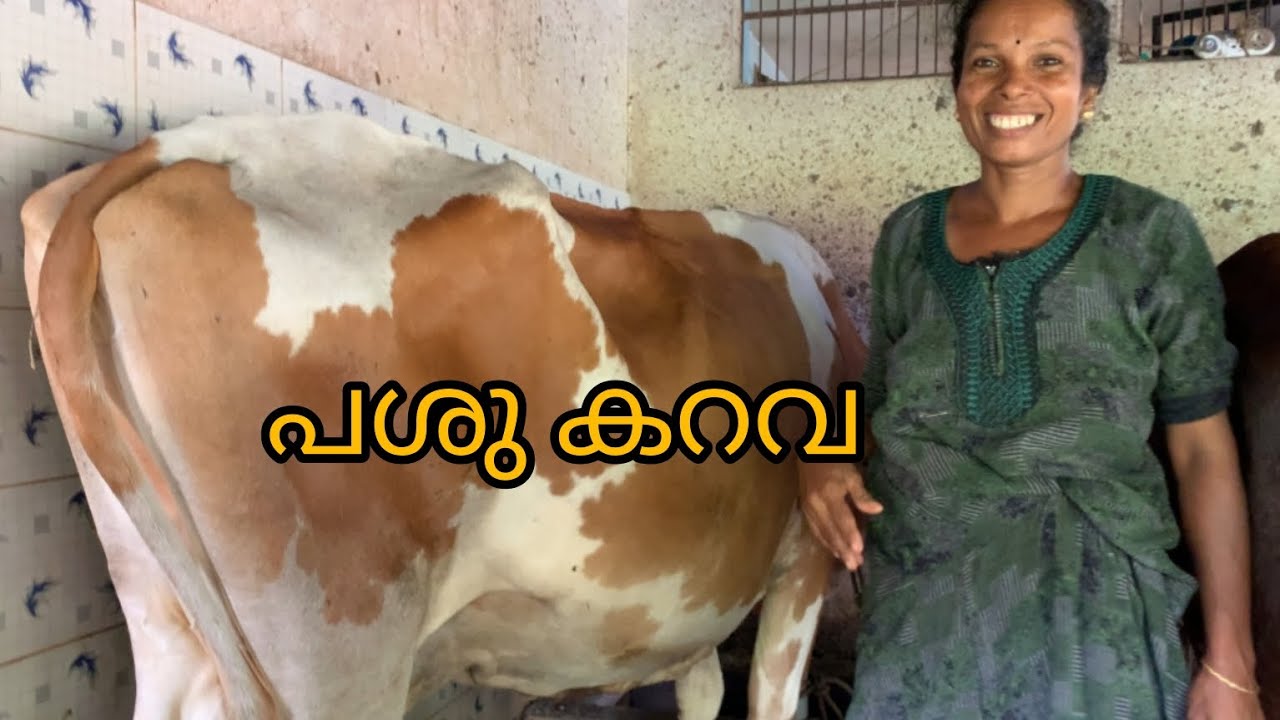pashu karava#cowfarm #animalfarming #cow