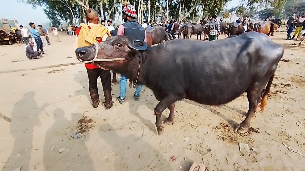 देवचरा बरेली पशु बाजार उत्तर प्रदेश Live update video 