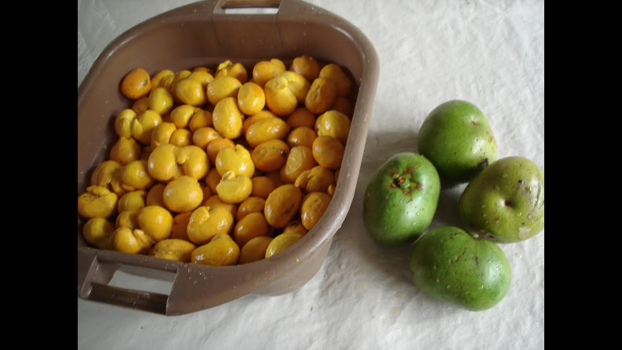 CARYOCAR BRASILIENSE, PIQUI, PEQUI, FRUITS FROM BRAZILIAN CERRADO REGIONS, FRUITS OF PECULIAR TASTE.