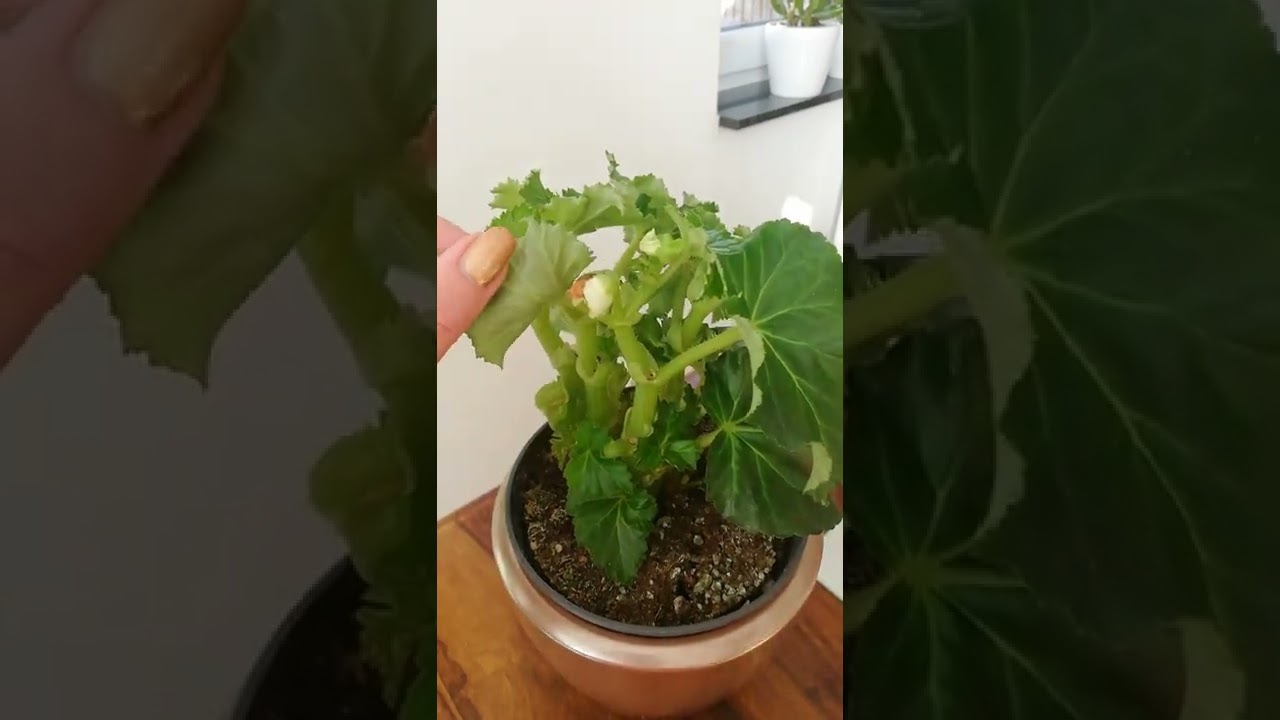 обрезка бегонии Элатиор после цветения