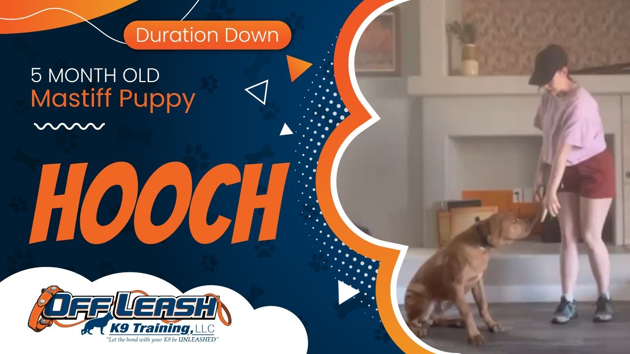 Hooch ~ 5 Month Old Mastiff Puppy ~ Off Leash K9 Training Phoenix
