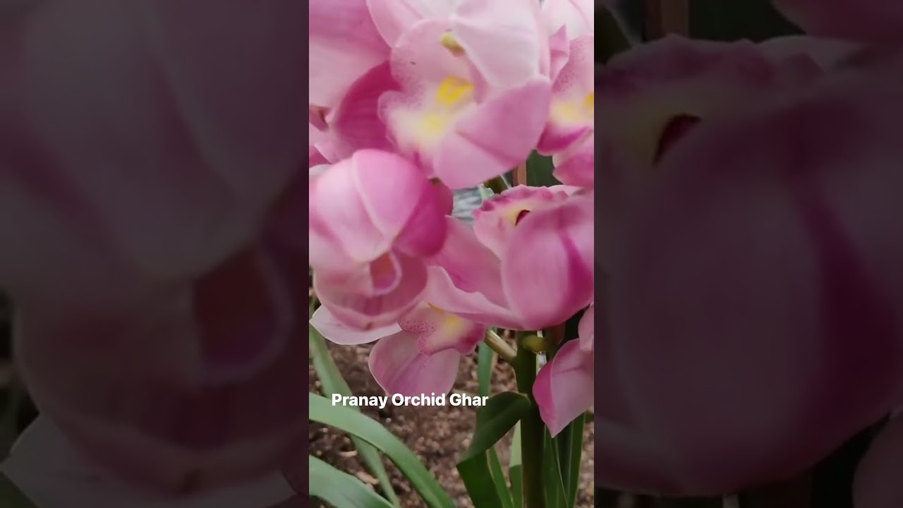Pink Cymbidium in full bloom 🌸 
