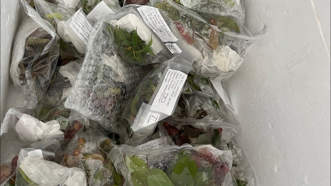 Fangblatt spannendes Unboxing der Nepenthes-Lieferung von BE - die neuen Kannenpflanzen der Saison