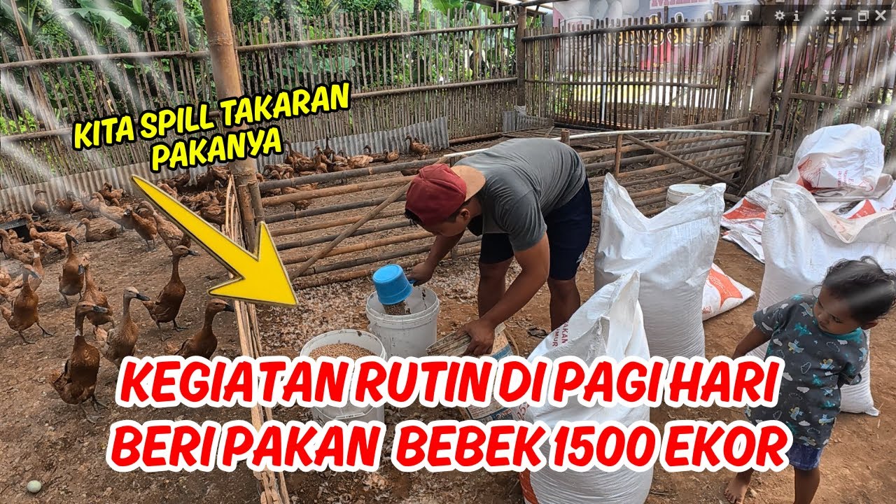 SPIL TAKARAN PAKAN BEBEK PETELUR 1500 EKOR BIAR MAKIN PRODUKTIF BERTELUR #bebek #telur #pakan #farm