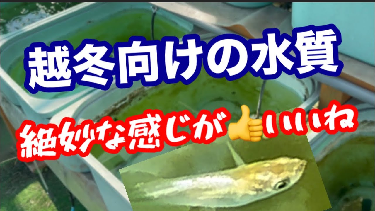 越冬の水をつくりましょう！【メダカ】