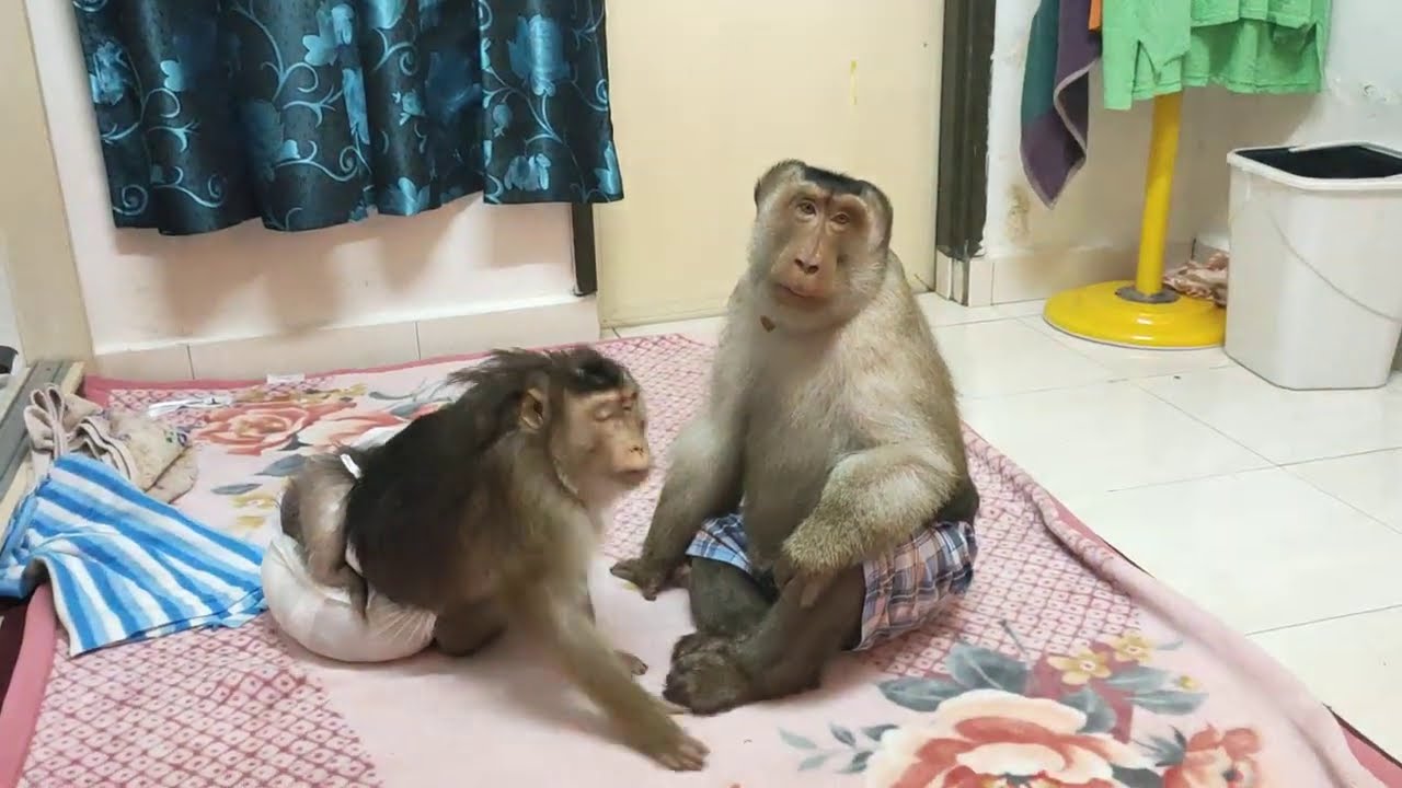 Apabila Jk Shaki Tidak Bertali