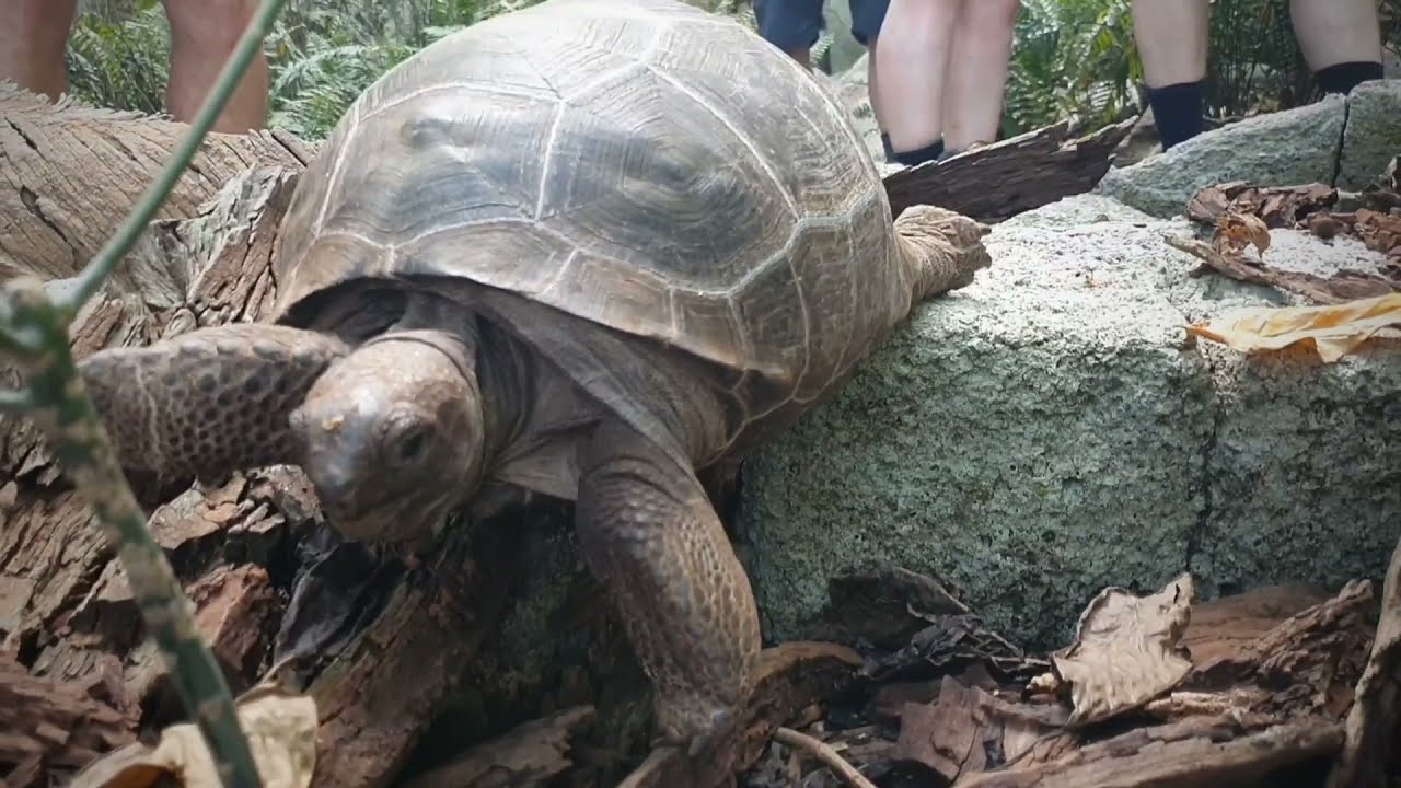 Seychelles Islands in 60 seconds - Highlights you need to see