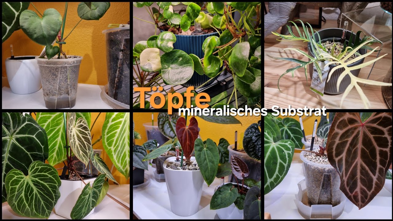 Welche Töpfe verwende ich für mineralisches Substrat? 🪴- Pflanzen in Semihydrokultur💧