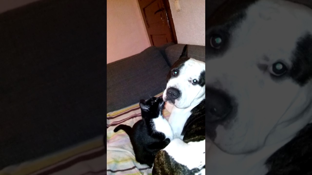 Amstaff vs sweet kitty